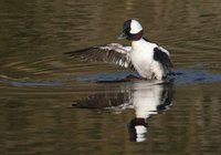 Bufflehead - Bucephala albeola