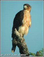 African Hawk-Eagle - Aquila spilogaster