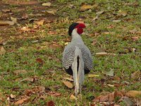 Silver Pheasant - Lophura nycthemera