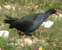 Purple Swamphen - Porphyrio porphyrio