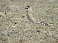 Mountain Plover - Charadrius montanus