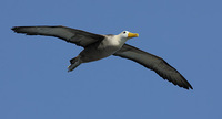 Waved Albatross (Diomedea irrorata) photo
