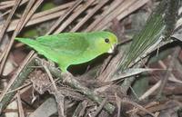Dusky-billed Parrotlet (Forpus sclateri) photo