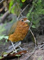 Giant Antpitta (Grallaria gigantea) photo