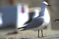 Hartlaub's Gull - Larus hartlaubii