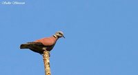 Red Collared-Dove - Streptopelia tranquebarica