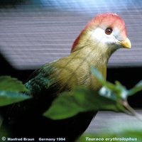 Red-crested Turaco - Tauraco erythrolophus