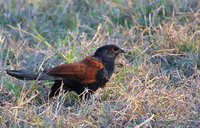 Greater Coucal - Centropus sinensis