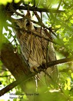 Southern White-faced Owl - Ptilopsis granti
