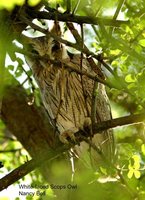 Southern White-faced Owl - Ptilopsis granti