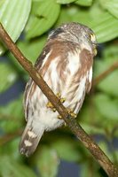 Least Pygmy-Owl - Glaucidium minutissimum