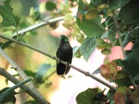 Antillean Crested Hummingbird - Orthorhyncus cristatus