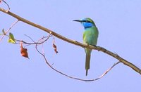 Green Bee-eater - Merops orientalis