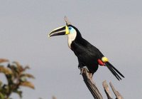 Channel-billed Toucan - Ramphastos vitellinus