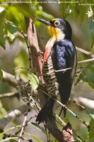 Yellow-fronted Woodpecker - Melanerpes flavifrons