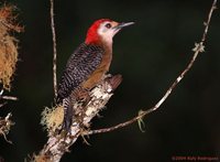 Jamaican Woodpecker - Melanerpes radiolatus