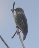 Buff-throated Purpletuft - Iodopleura pipra