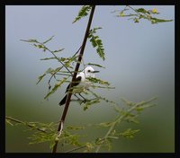 Pied Water-Tyrant - Fluvicola pica