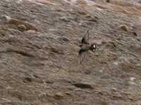 Eurasian Crag-Martin - Ptyonoprogne rupestris