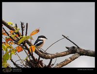 Bar-winged Flycatcher-shrike - Hemipus picatus