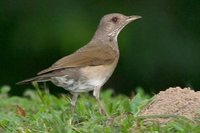 Pale-breasted Thrush - Turdus leucomelas