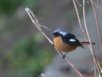 Daurian Redstart - Phoenicurus auroreus