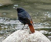 Plumbeous Redstart - Rhyacornis fuliginosus