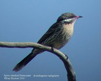 Spiny-cheeked Honeyeater - Acanthagenys rufogularis
