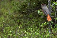 Siberian Jay - Perisoreus infaustus