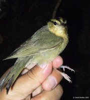 Worm-eating Warbler - Helmitheros vermivorus