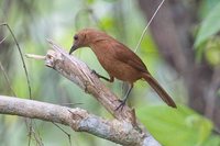 White-lined Tanager - Tachyphonus rufus