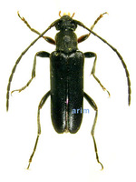 북방꼬마꽃하늘소 - Alosterna tabacicolor