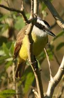*NEW* Great Kiskadee
