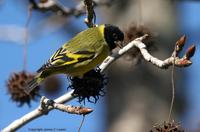 *NEW* Hooded Siskin