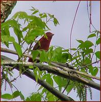 042407 summer tanager male4.jpg