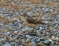 American Pipit