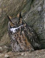 Great Horned Owl March 06