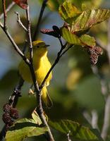 Yellow Warbler