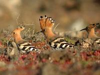 Hoopoes, Puerto Del Carmen Cliffs, Lanzarote, March 2006.