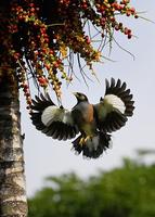 Myna