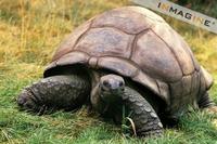 Aldabra Island Giant Tortoise (Geocholone gaigantea) photo