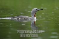 Red throated Diver ( Gavia stellata ) , swimming , drizzle stock photo