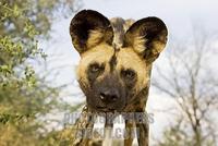 african wild dog ( Lycaon pictus ) , Namibia , Africa stock photo
