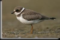 Semipalmated Plover, Jamaica Bay, NY