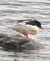 Whereas Scaly-sided Merganser are only reliably found at one site.