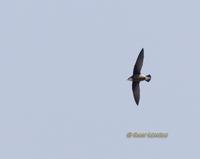 White-throated needletail C20D 03072.jpg