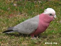 Galah