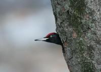 까막딱다구리(Drycopus martius) (Black Woodpecker)