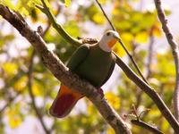 Black-naped Fruit Dove