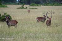 Waterbuck in the Ugandan savanna